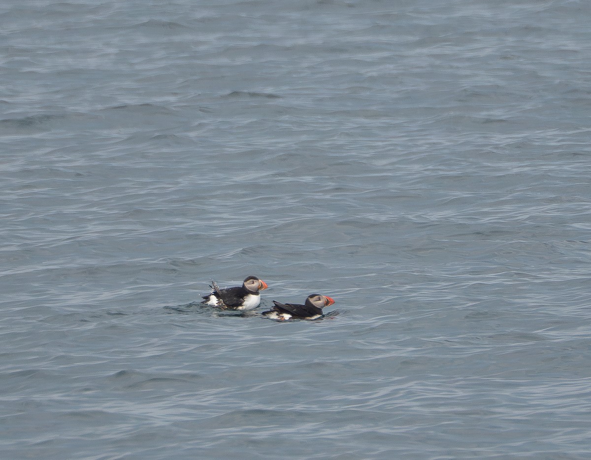 Atlantic Puffin - Simon Rothman