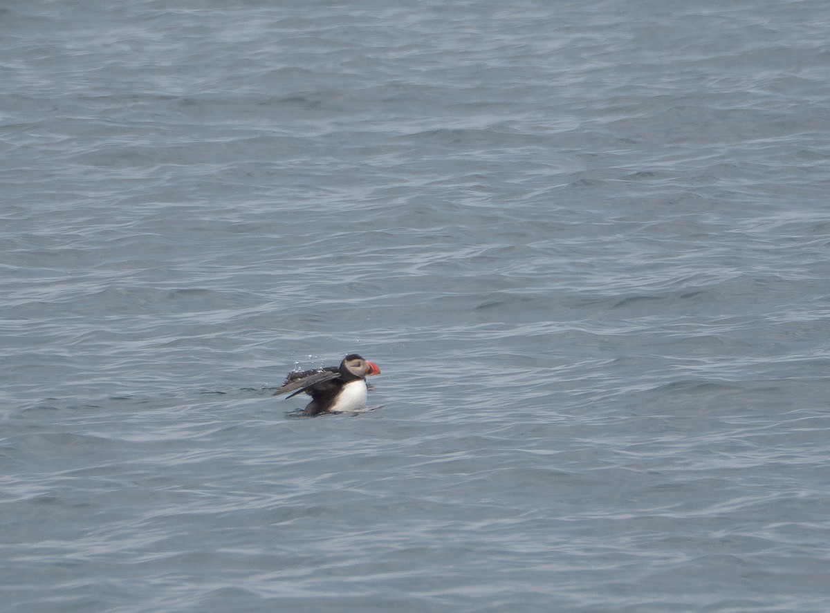 Atlantic Puffin - ML620492883