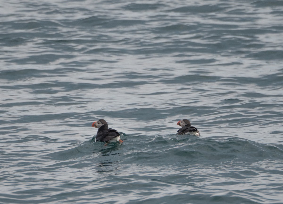 Atlantic Puffin - Simon Rothman