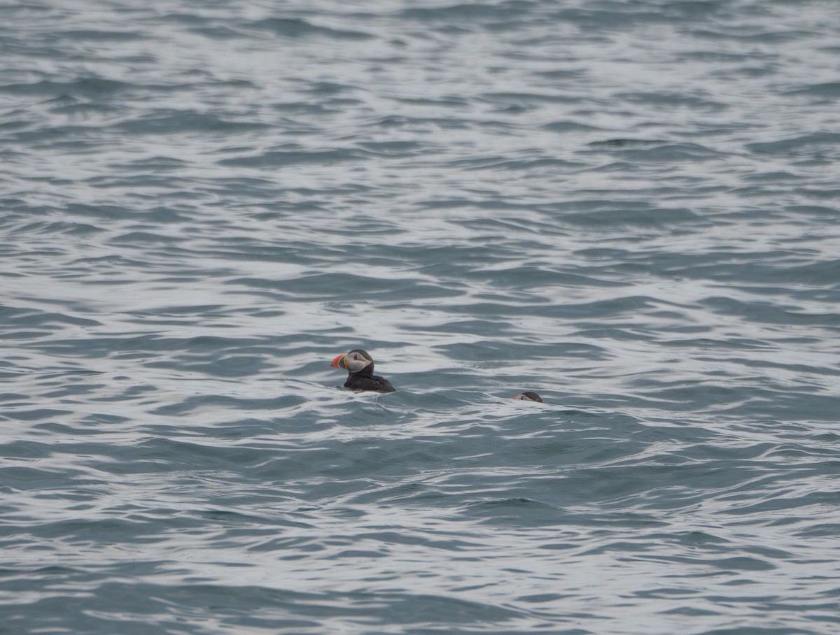 Atlantic Puffin - ML620492887