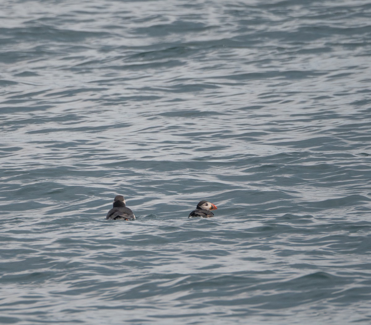 Atlantic Puffin - Simon Rothman