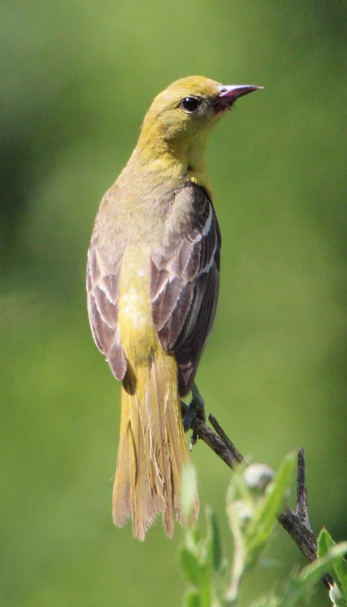 Orchard Oriole - ML620492889