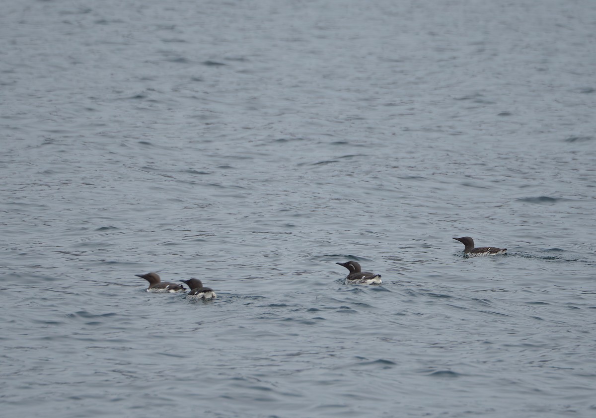 Atlantic Puffin - ML620492893