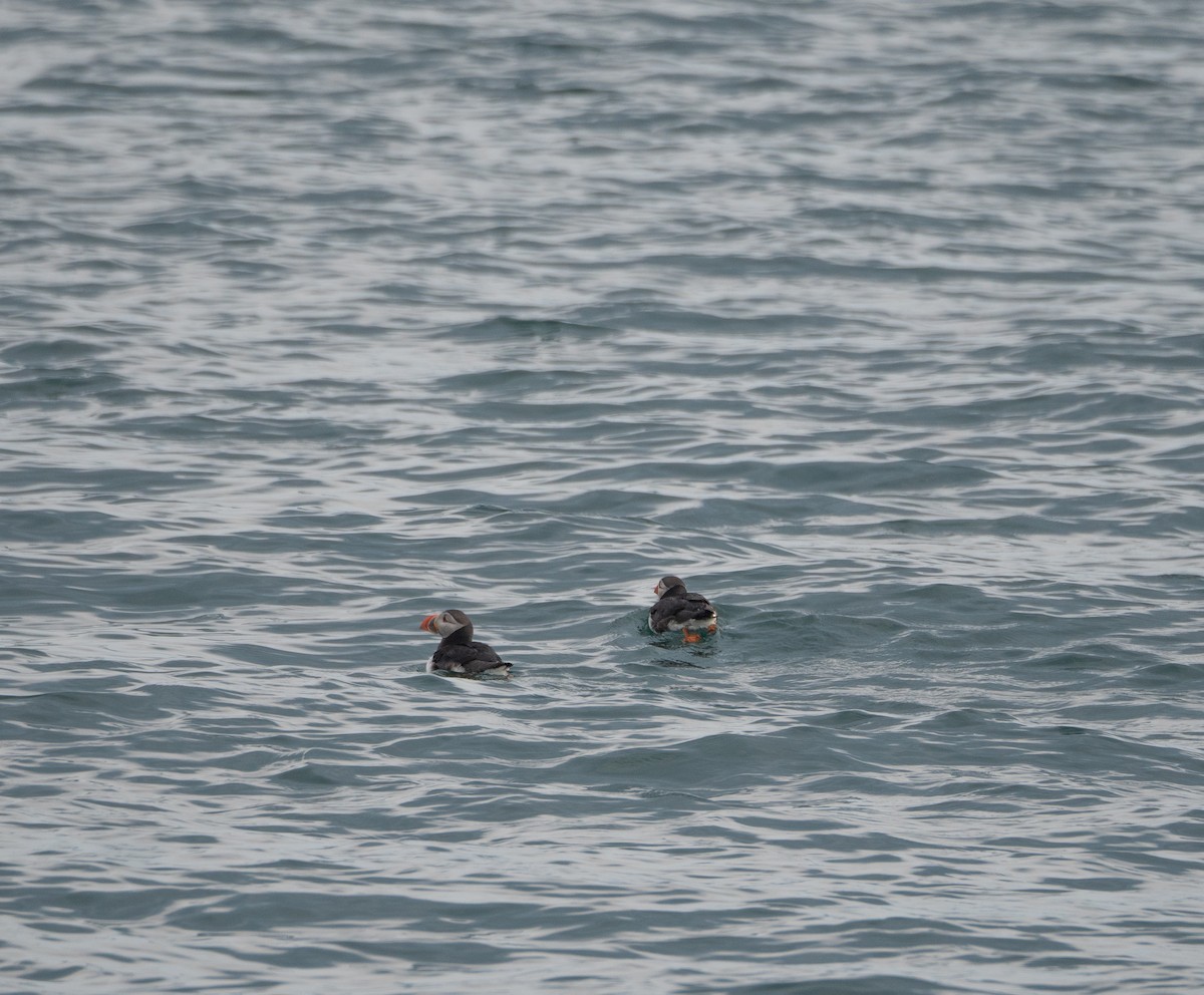 Atlantic Puffin - ML620492897