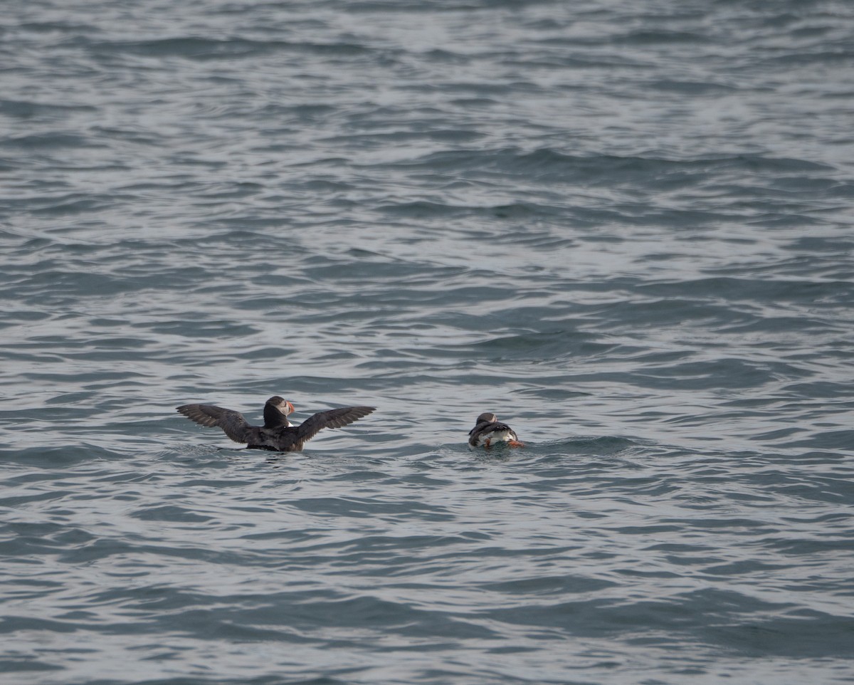 Atlantic Puffin - ML620492898