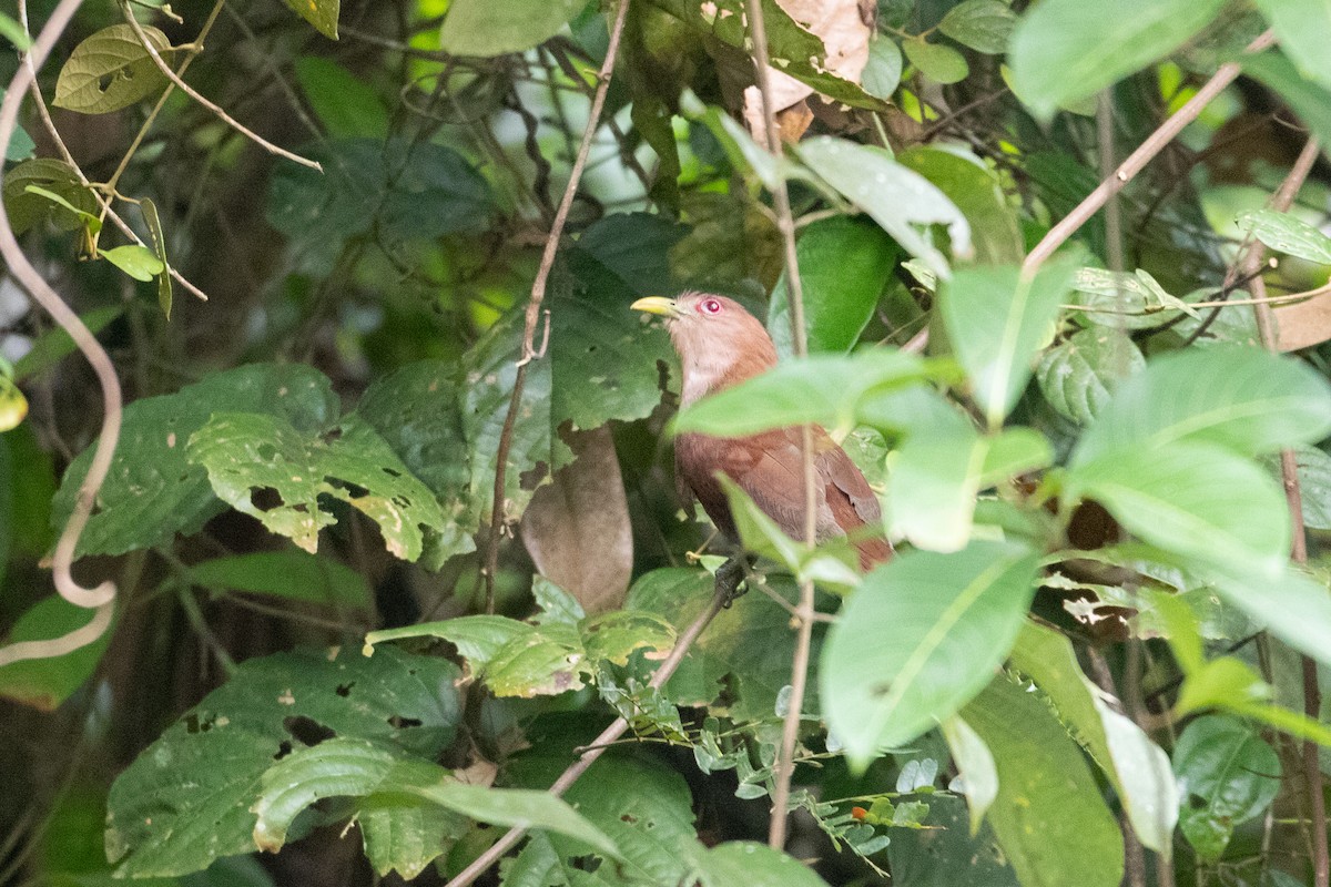 Squirrel Cuckoo - Andre Moncrieff