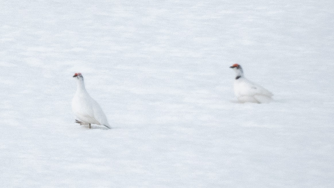 Moorschneehuhn - ML620492912