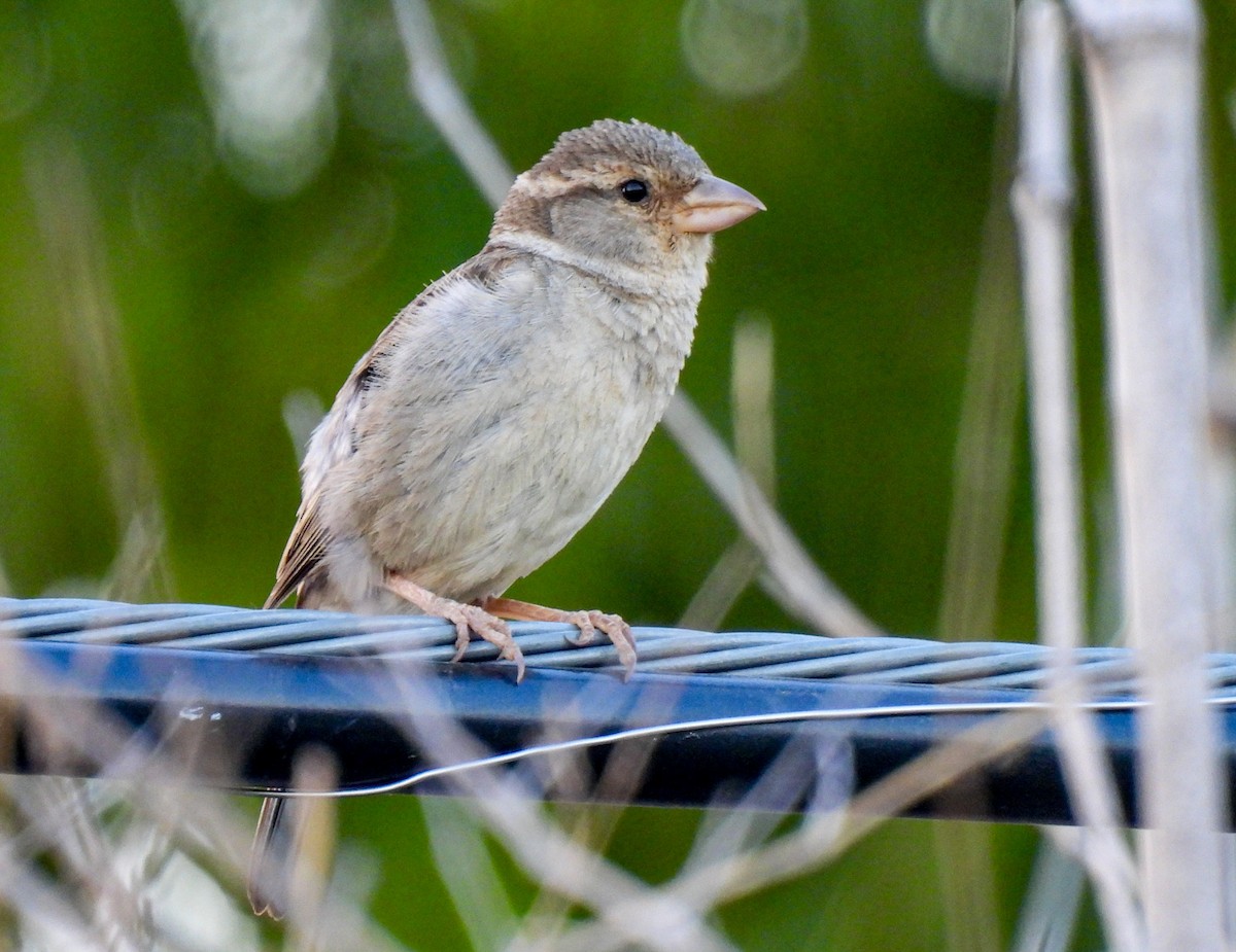 Moineau domestique - ML620492913