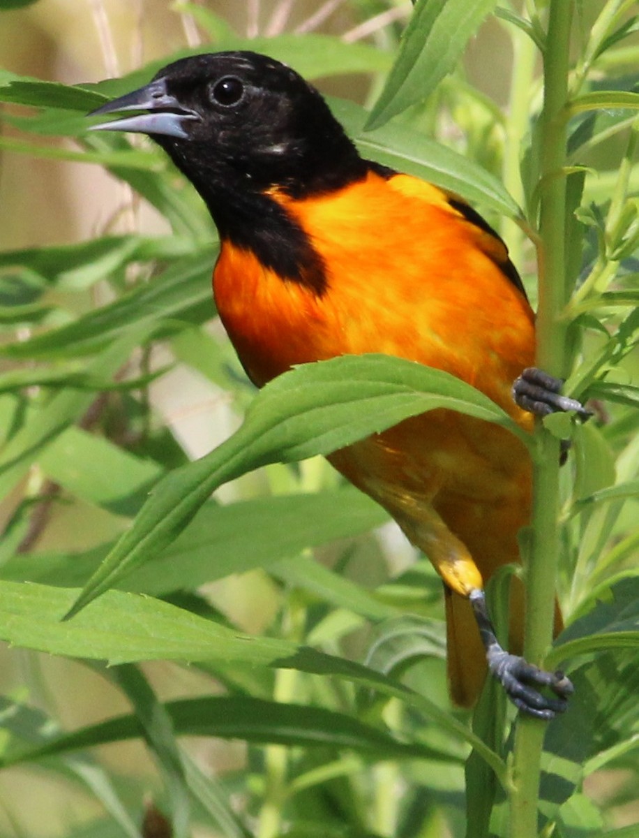 Baltimore Oriole - ML620492919