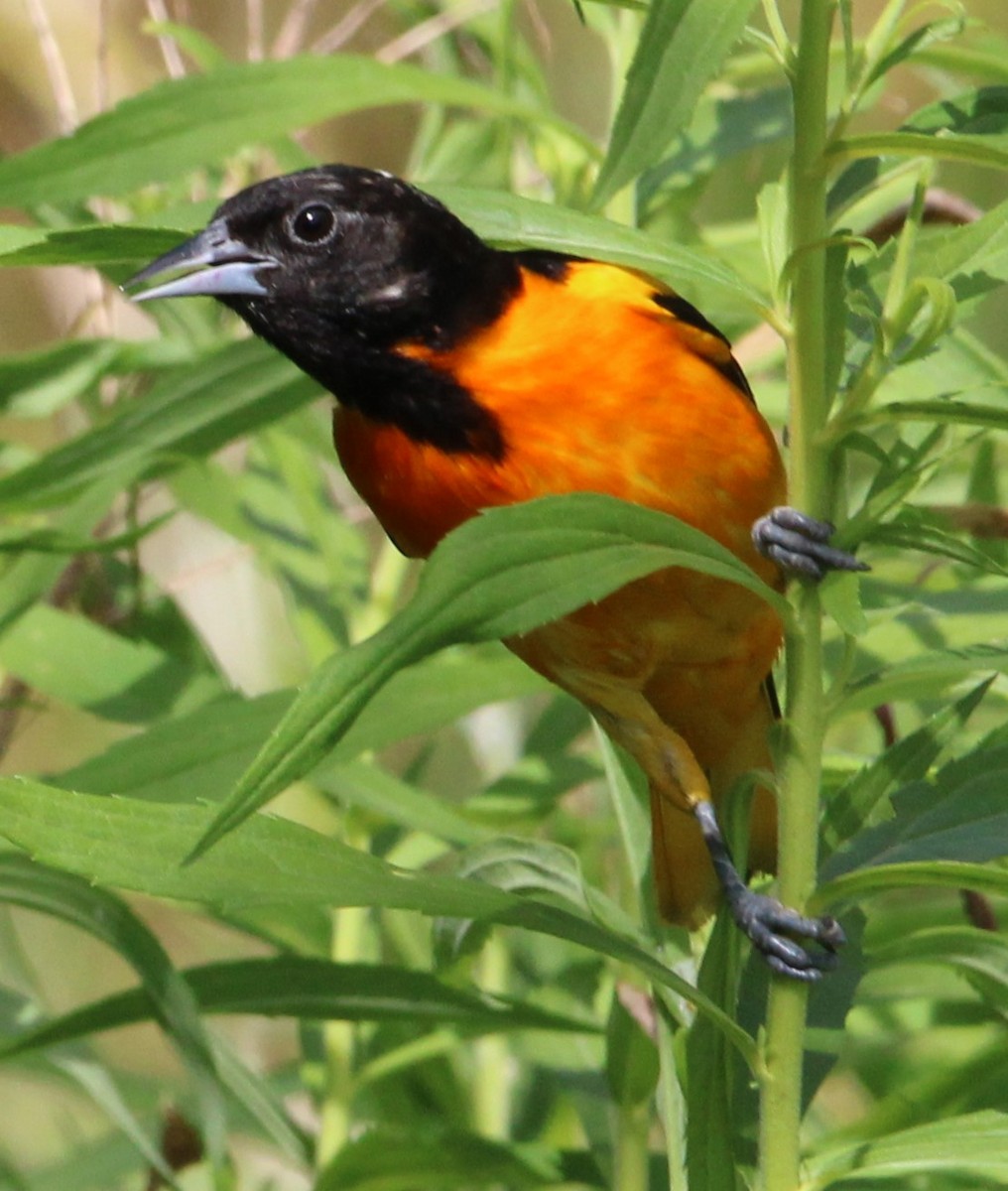 Baltimore Oriole - ML620492921