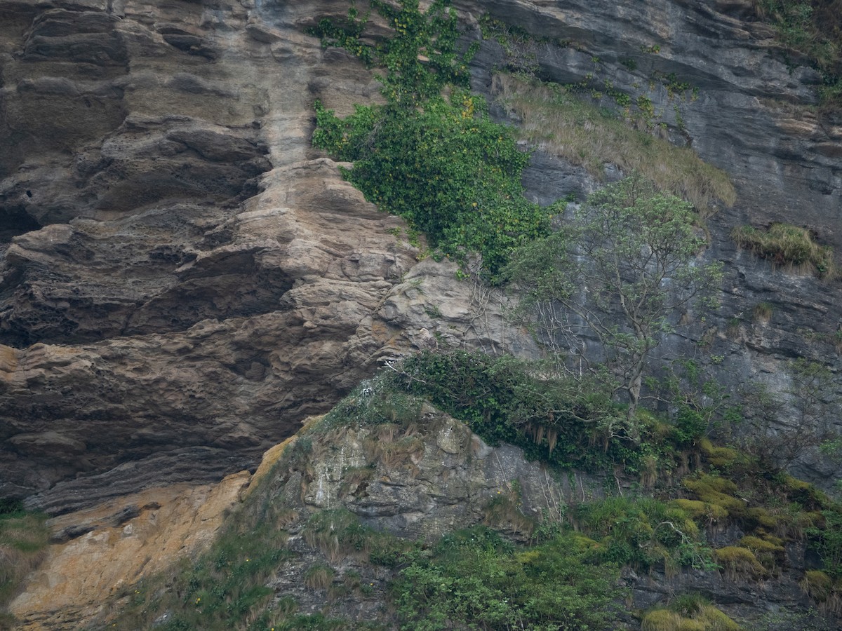 White-tailed Eagle - ML620492922