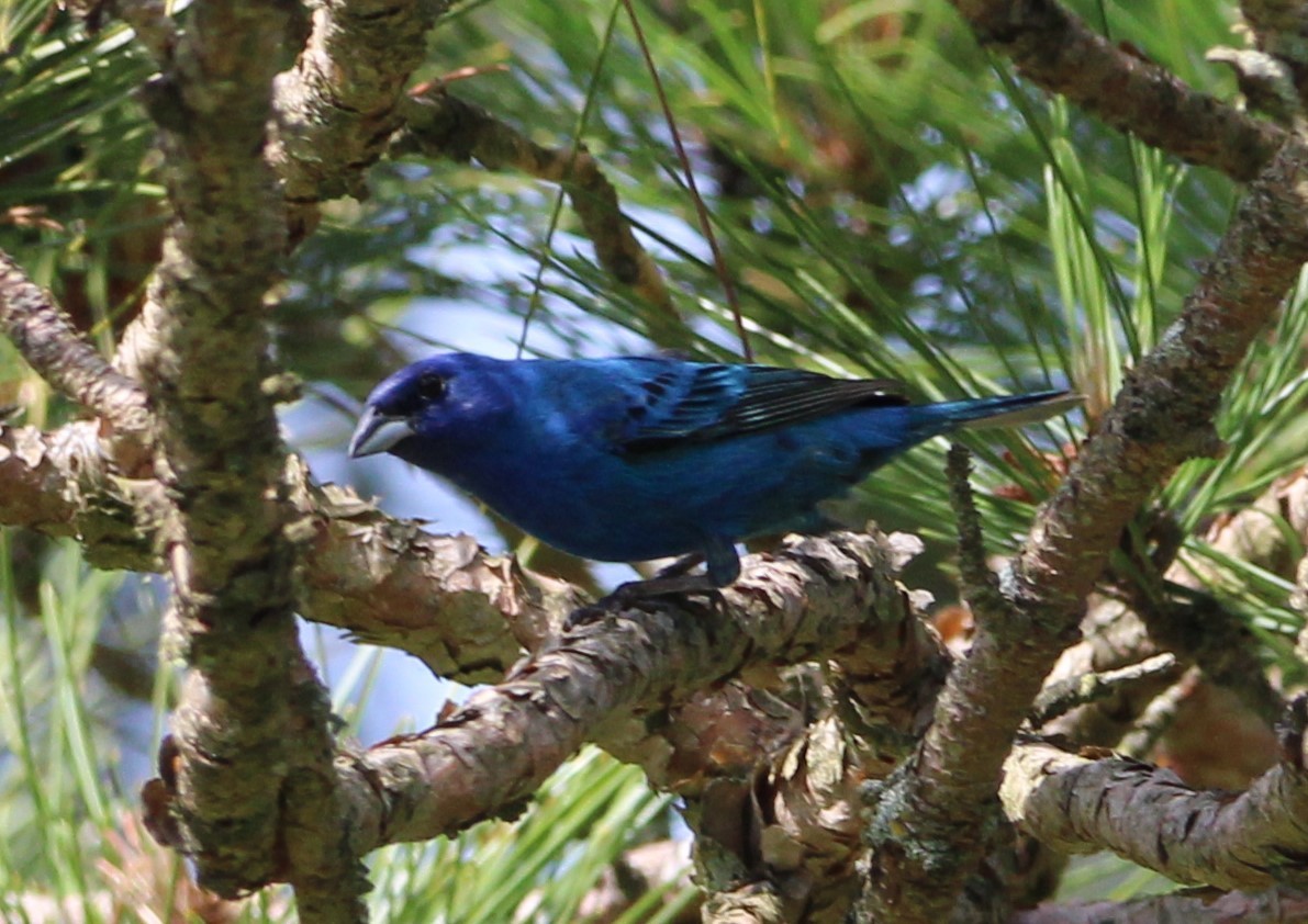 Indigo Bunting - NE Ohio Duck Tracker - JUDY   ( ')>