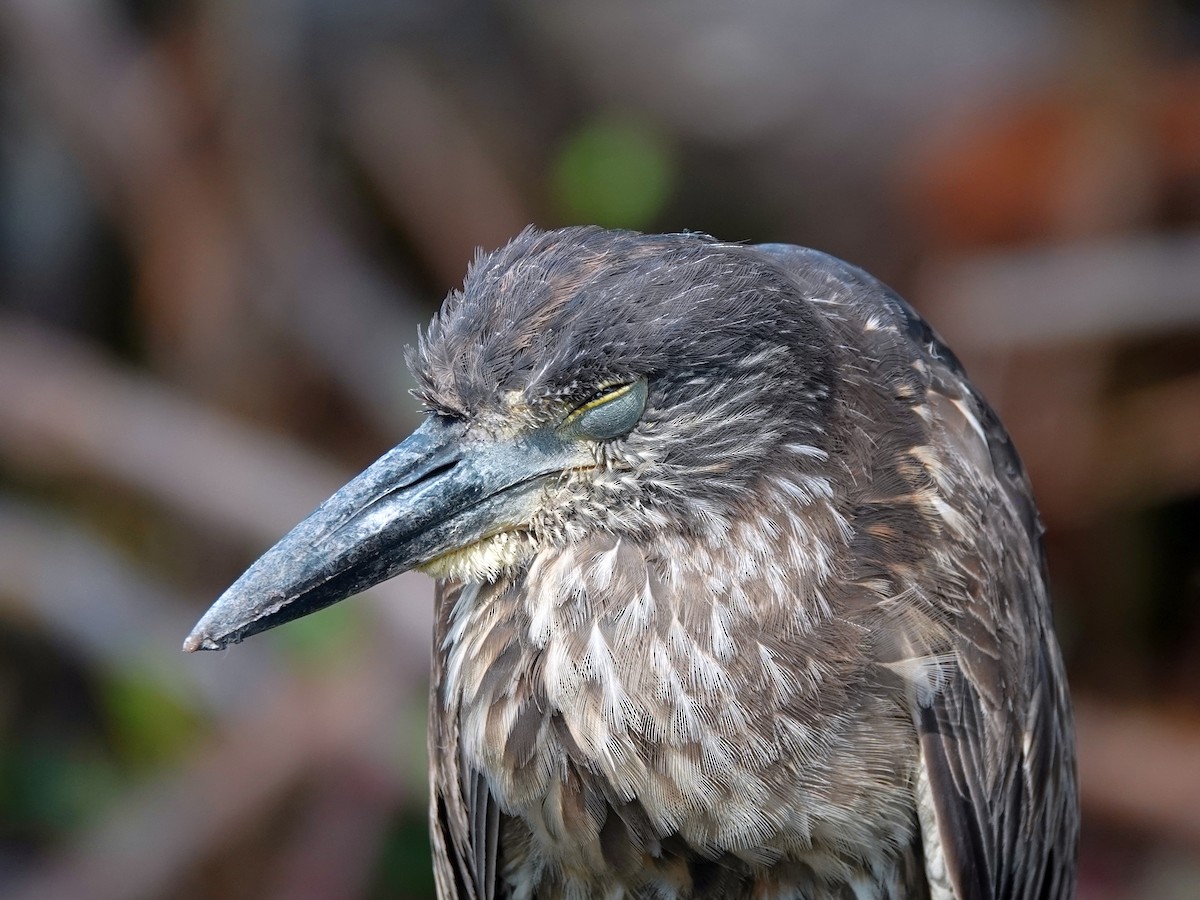 Yellow-crowned Night Heron - ML620492925