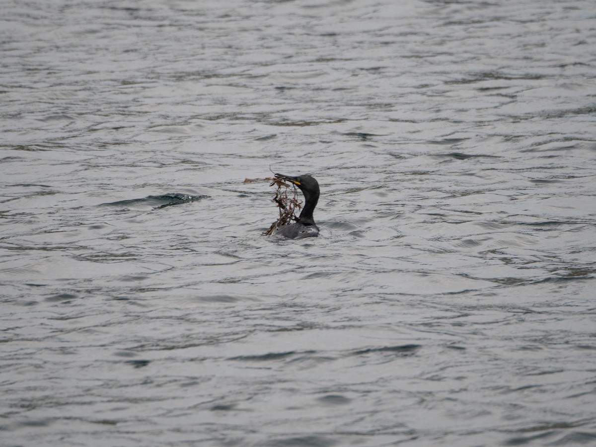 European Shag - Simon Rothman