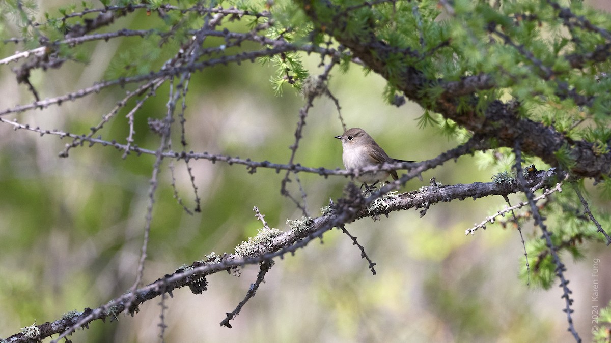 Taiga Flycatcher - ML620492937