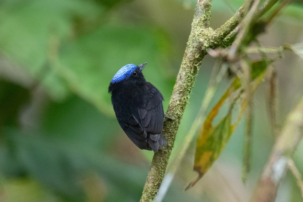 Manakin à tête bleue - ML620492940