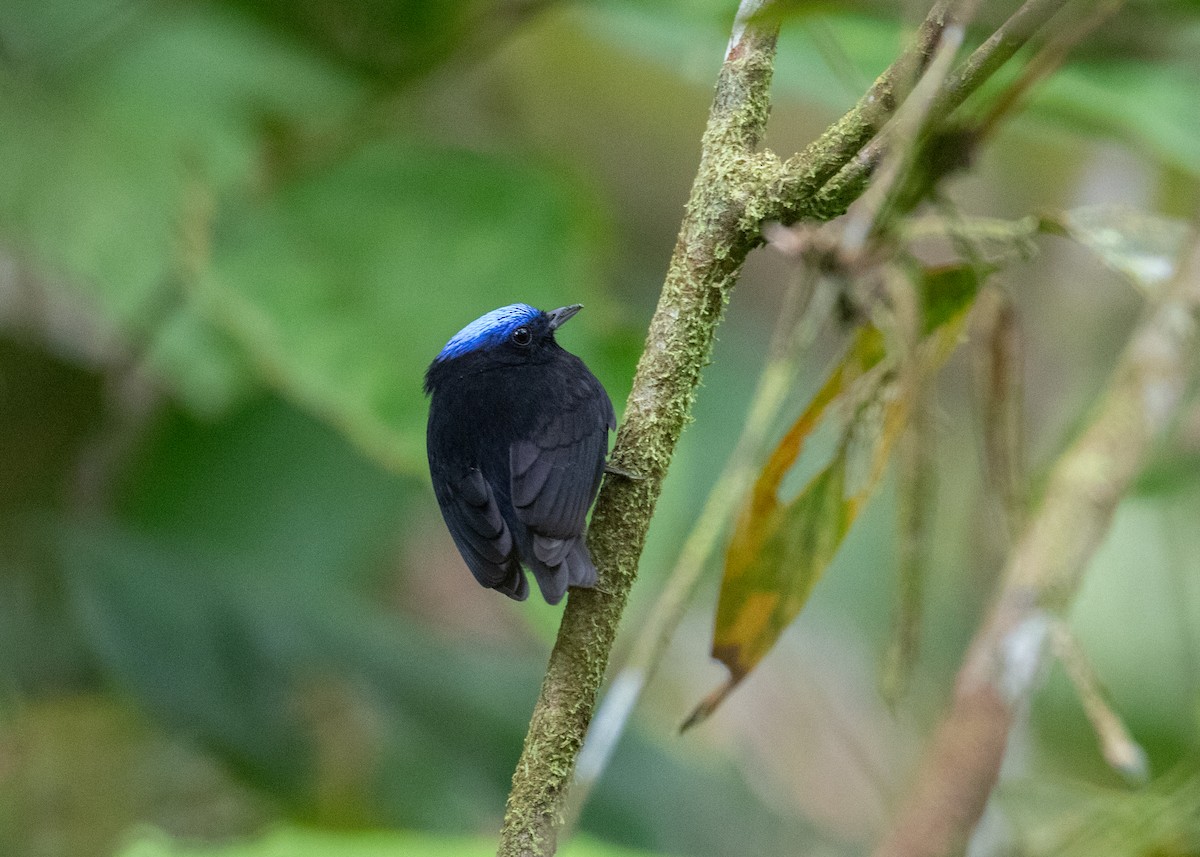 Manakin à tête bleue - ML620492941