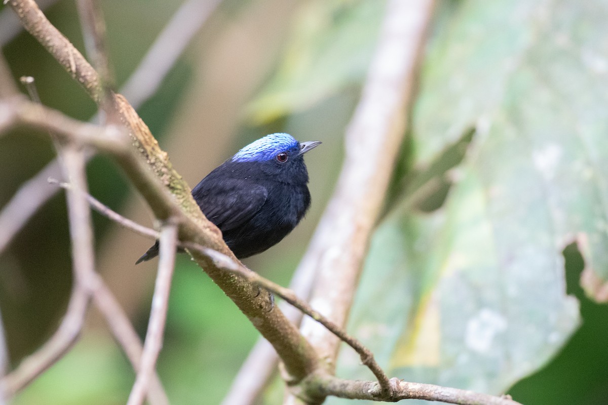 Manakin à tête bleue - ML620492942