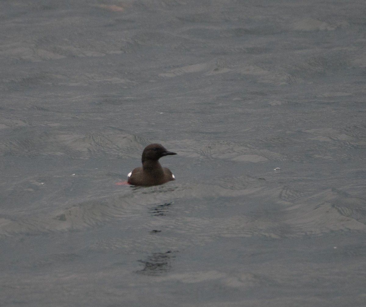 Black Guillemot - ML620492947