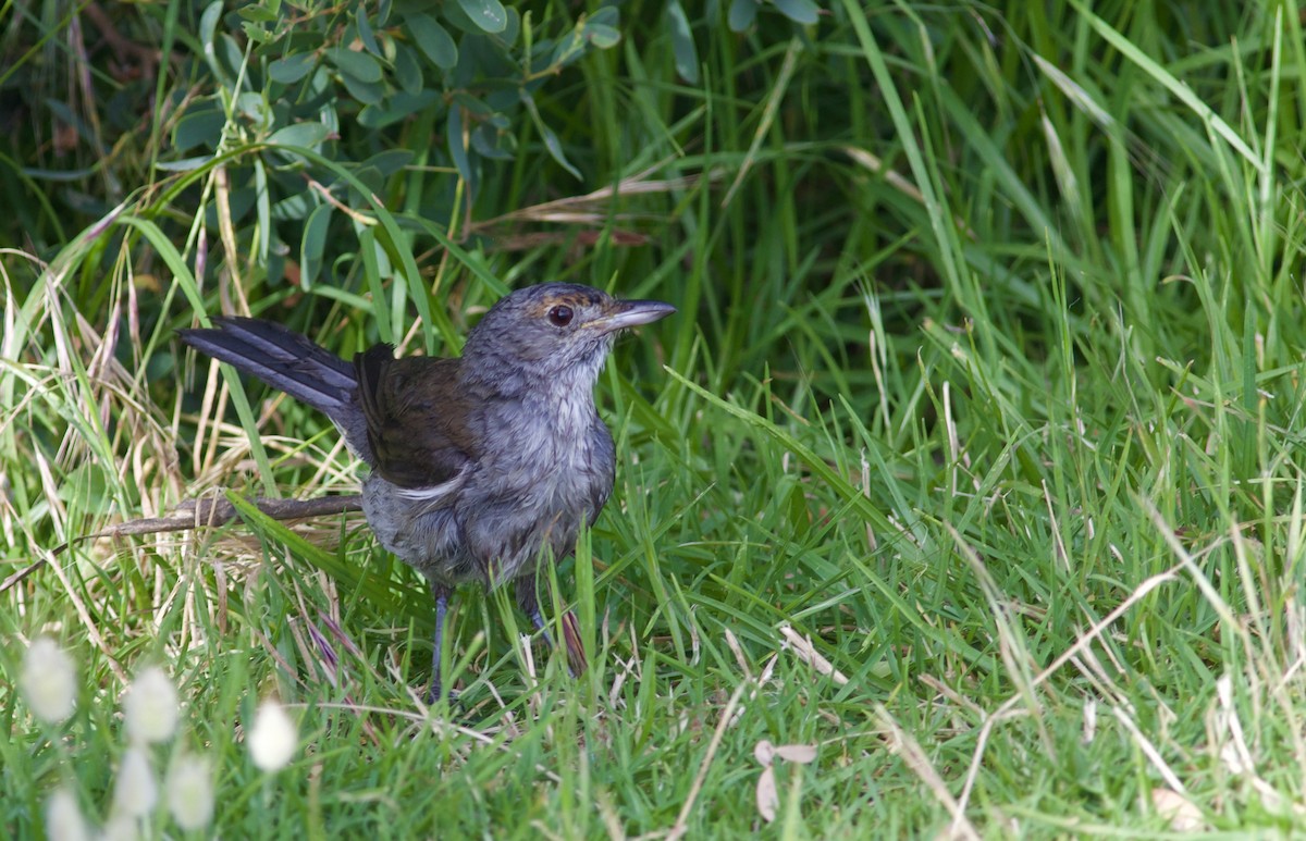 Gray Shrikethrush - ML620492952