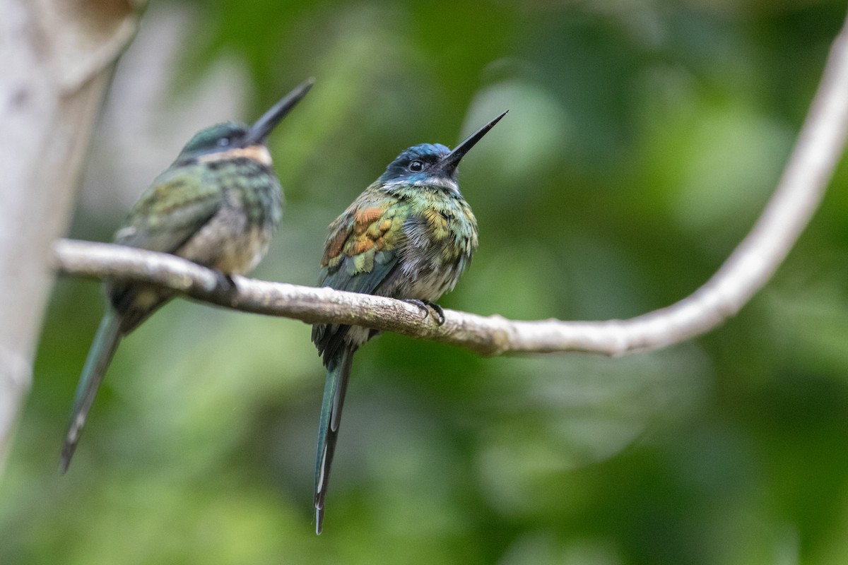 Jacamar à ventre blanc - ML620492962