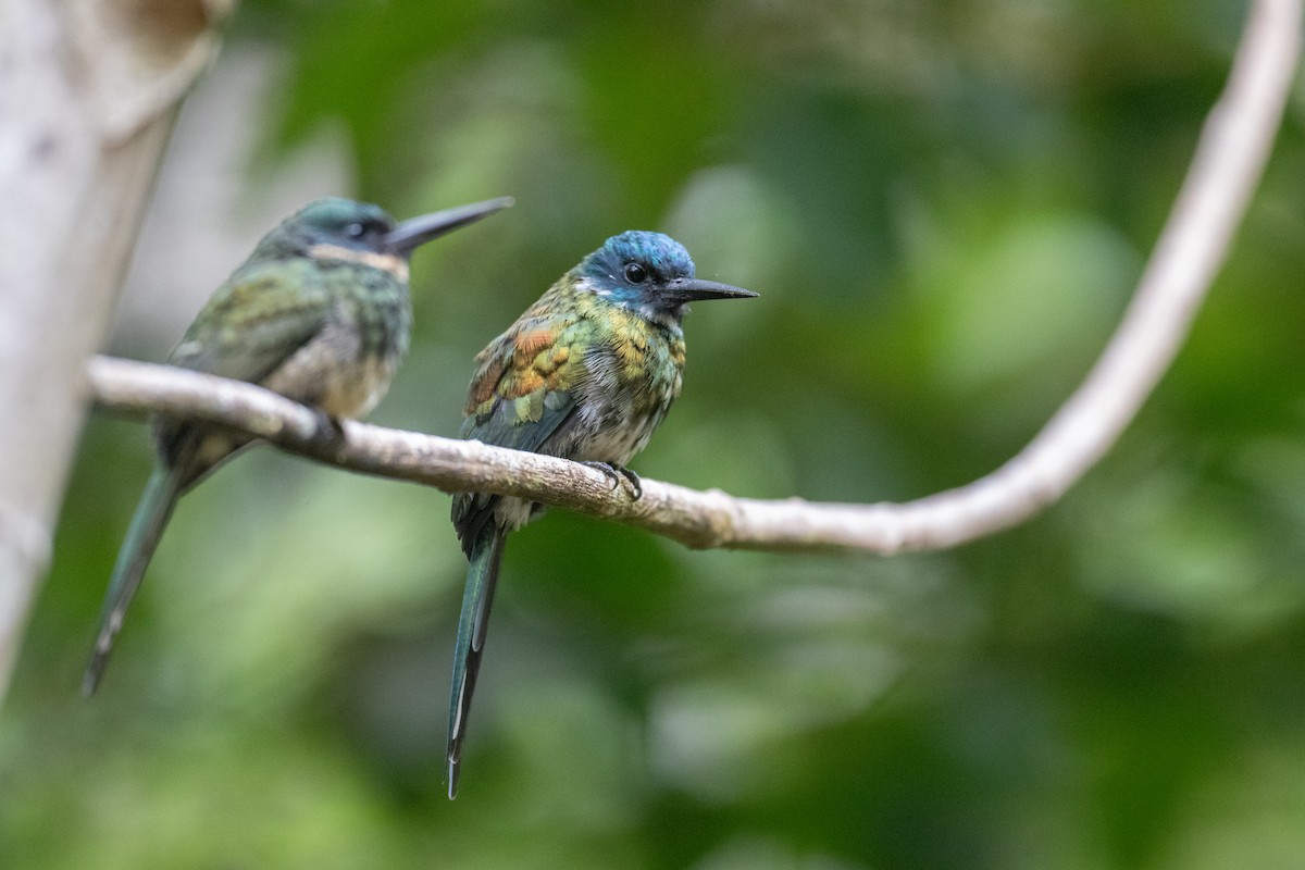 Jacamar à ventre blanc - ML620492963