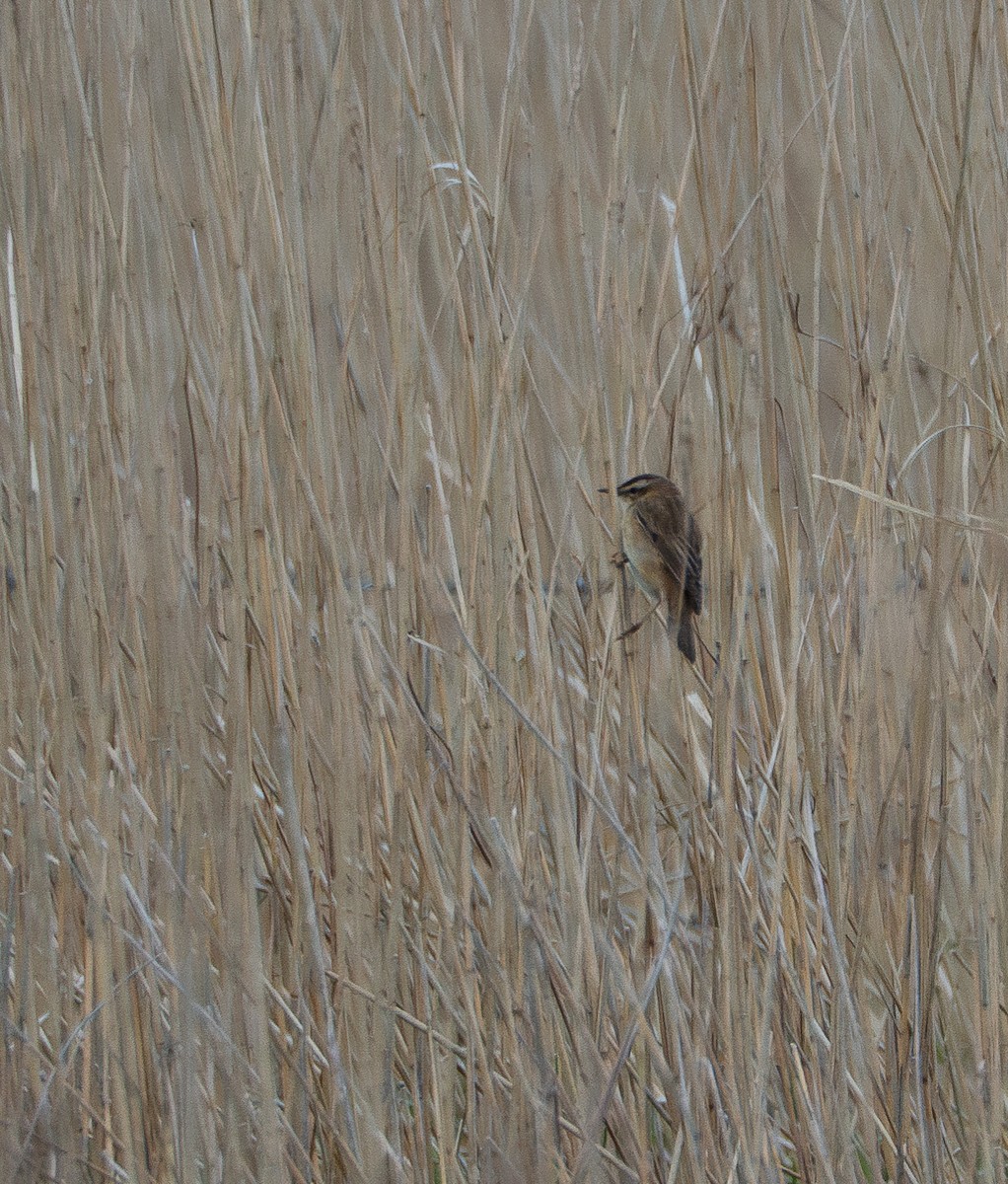 Sedge Warbler - ML620492967