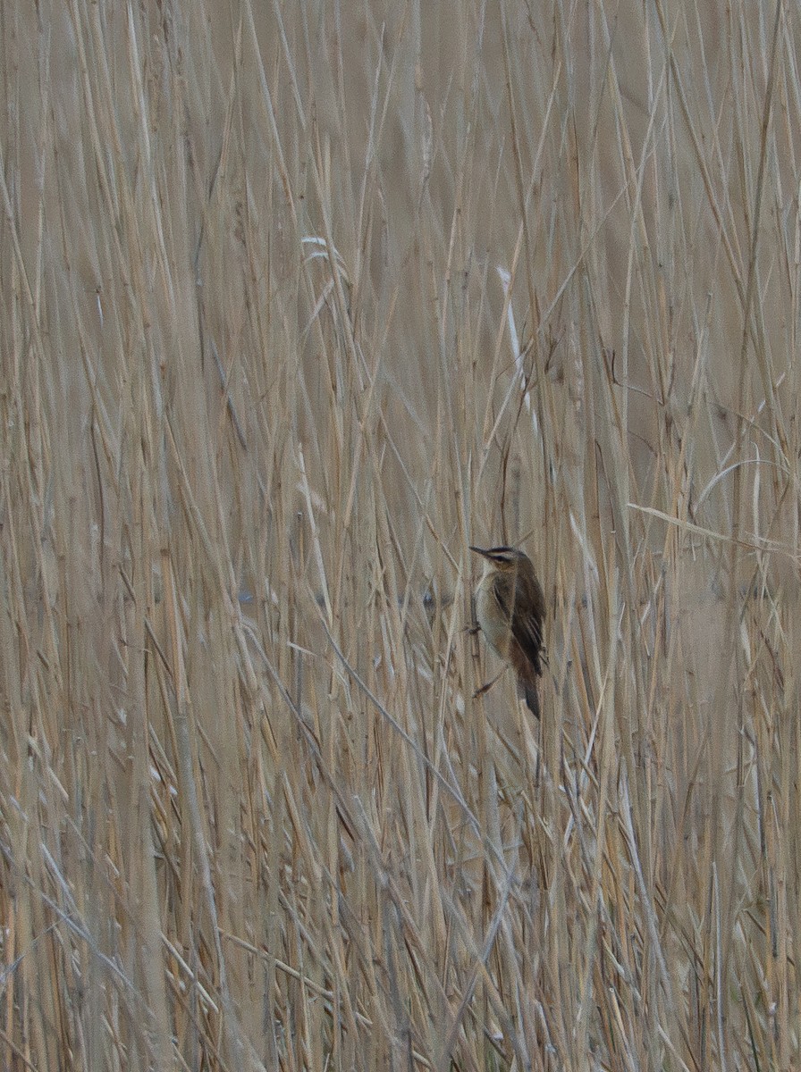 Sedge Warbler - ML620492968