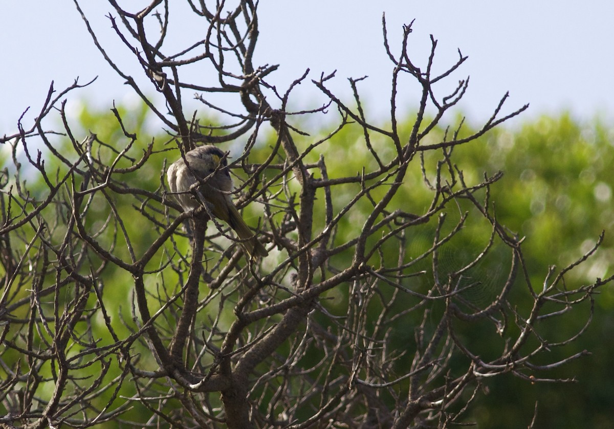 Singing Honeyeater - ML620492970