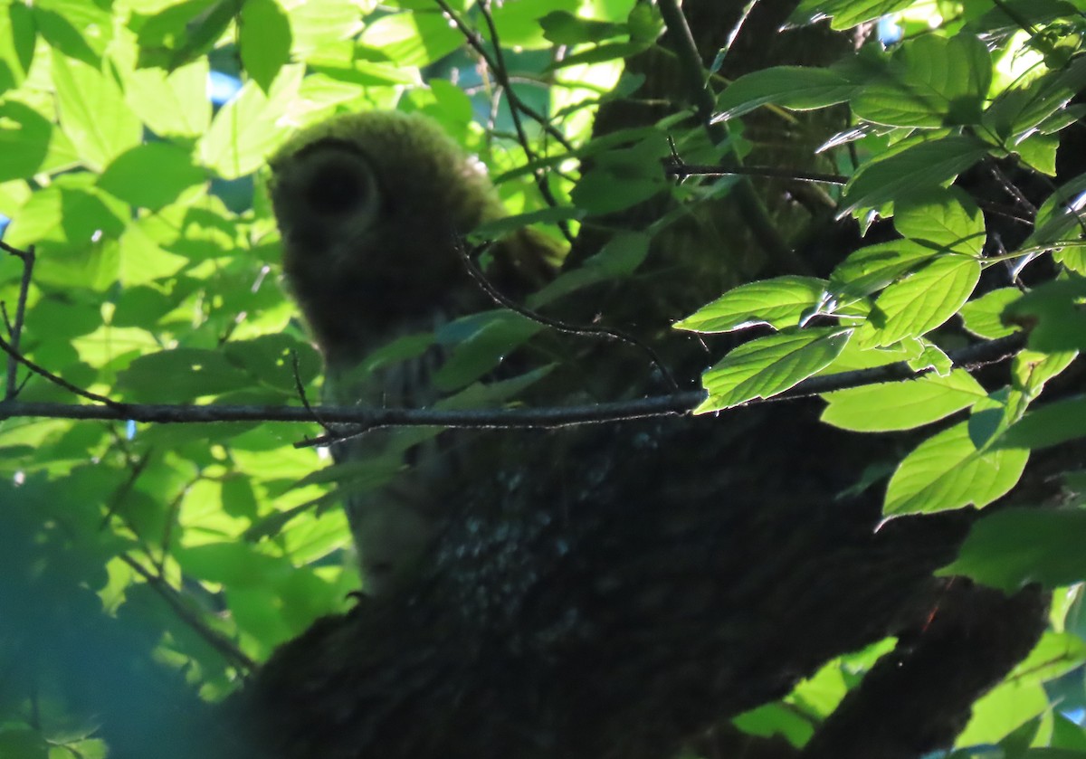 Barred Owl - ML620492977