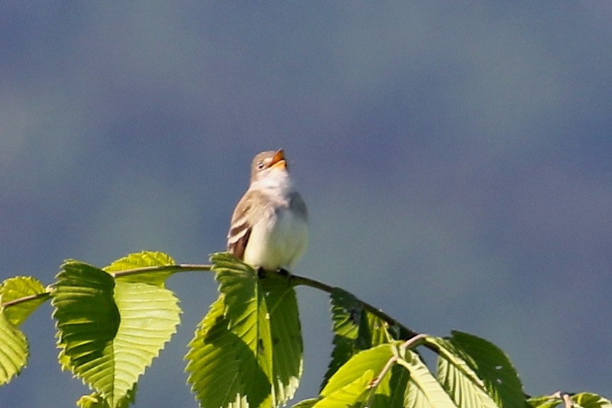 Willow Flycatcher - ML620492980