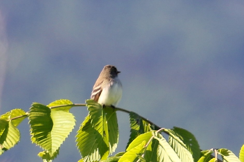 Willow Flycatcher - ML620492981