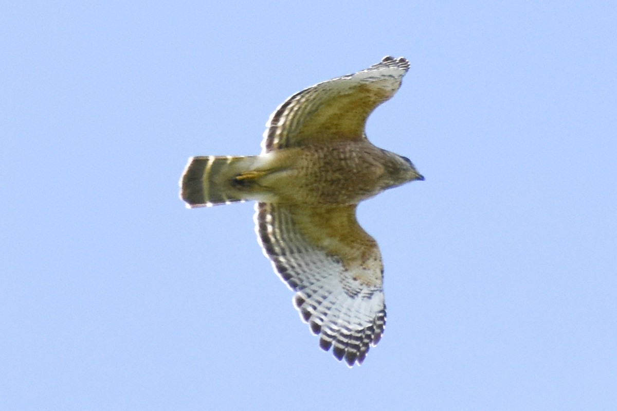 Red-shouldered Hawk (lineatus Group) - ML620492985