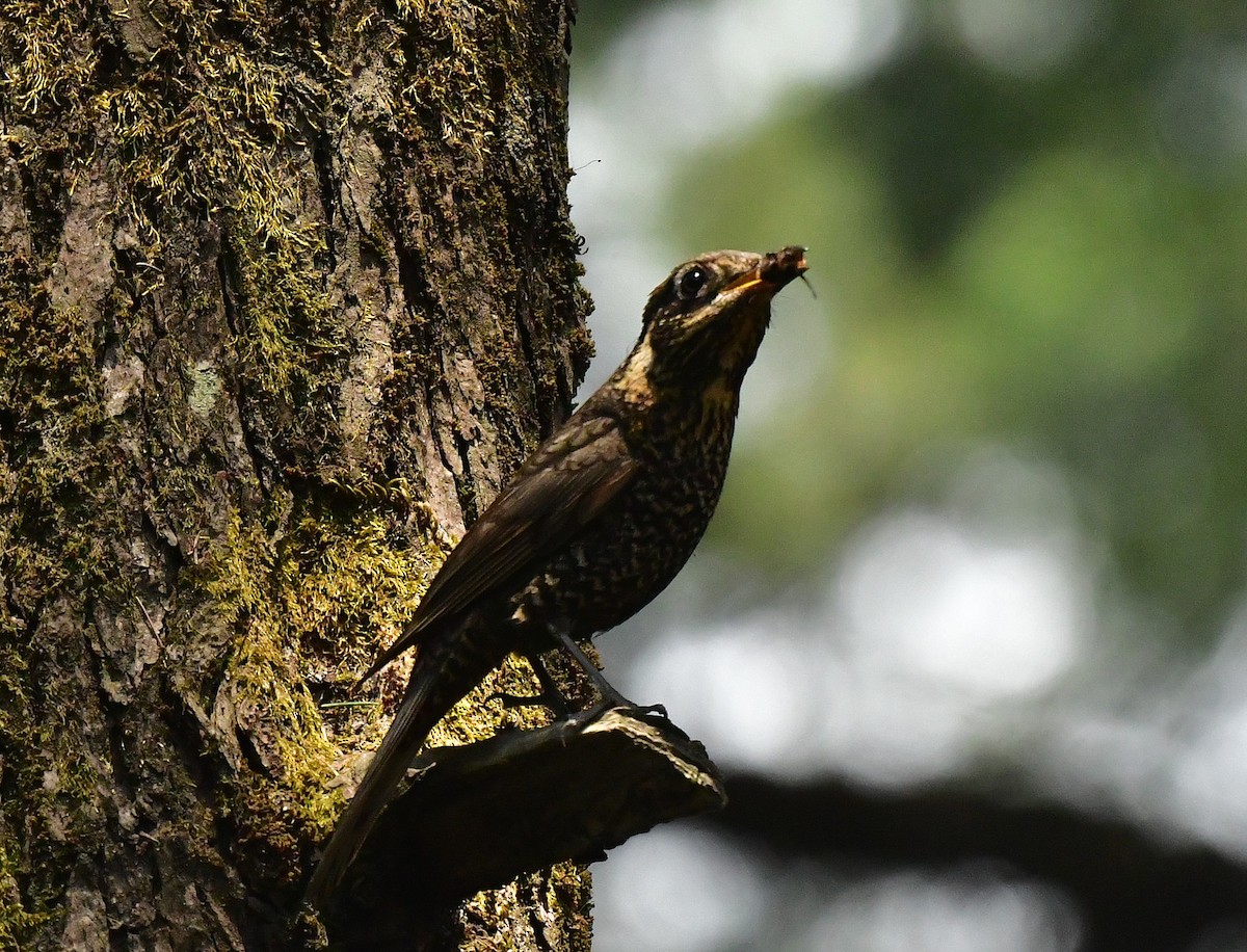 Chestnut-bellied Rock-Thrush - ML620492986