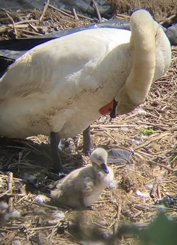 Mute Swan - ML620492991