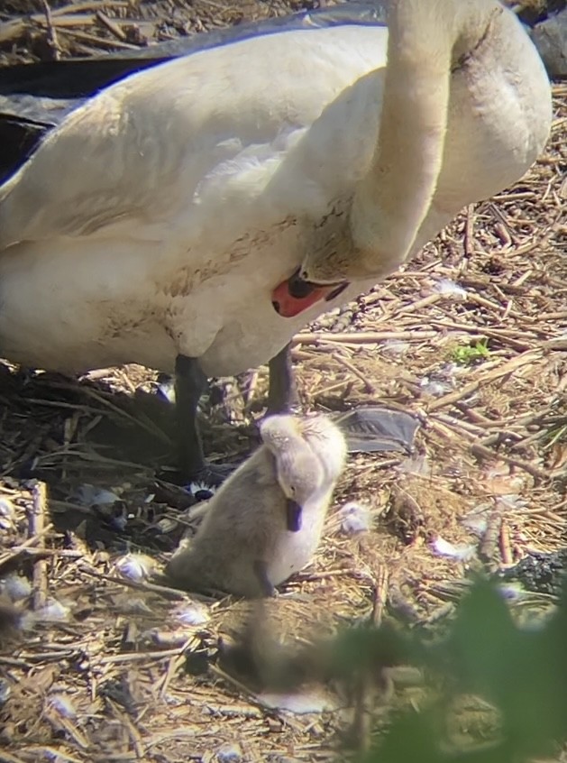 Mute Swan - ML620492992