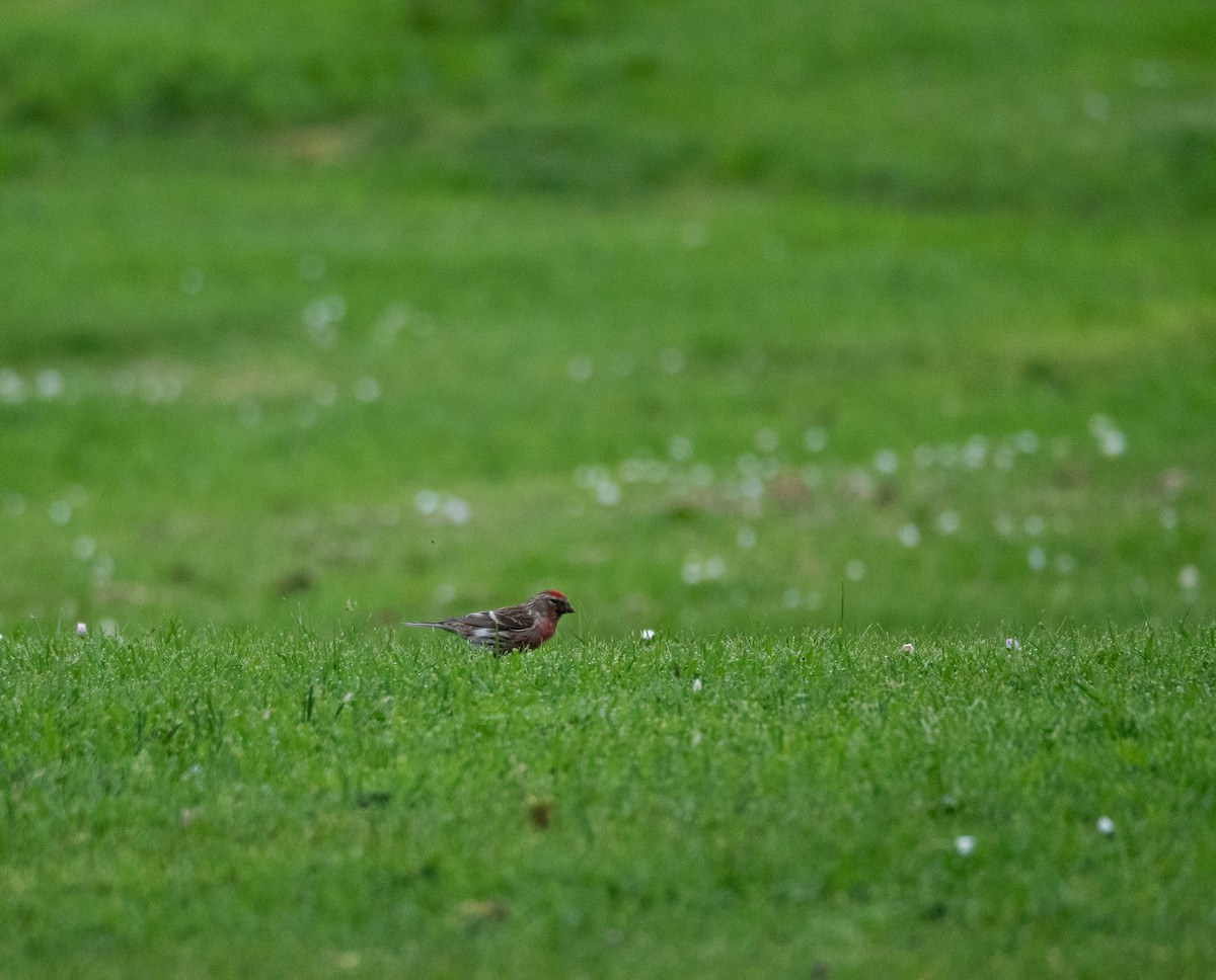 Lesser Redpoll - ML620492995