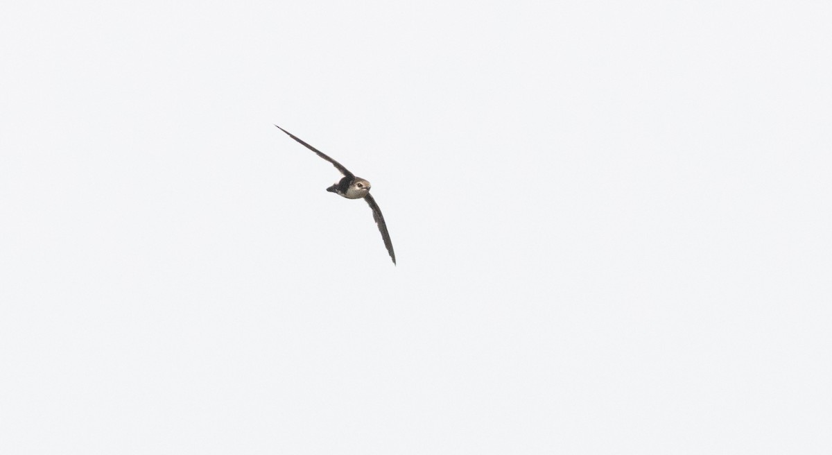 White-throated Swift - ML620493003