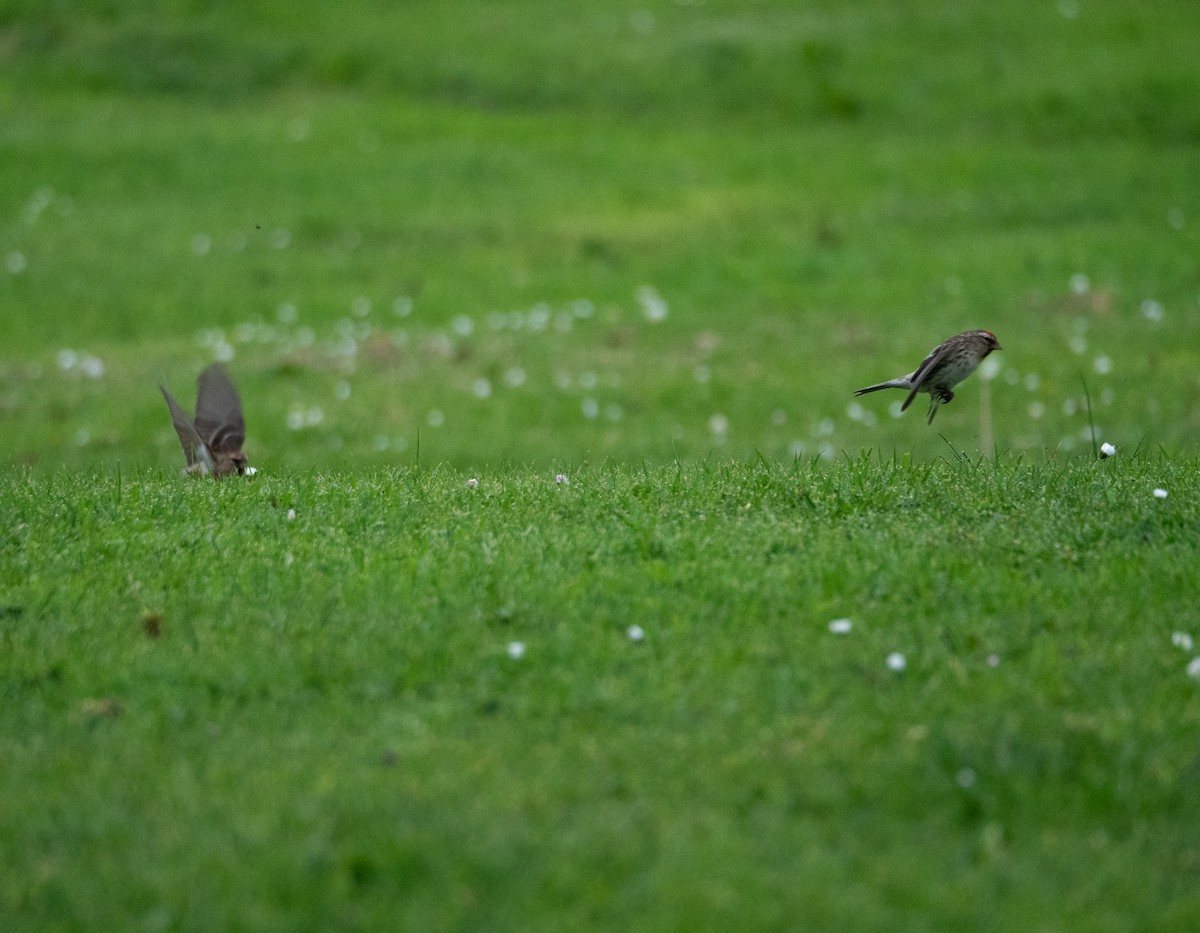 Lesser Redpoll - ML620493004