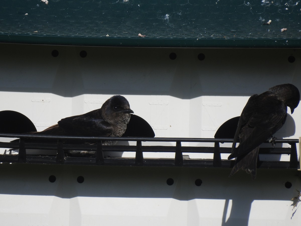 Purple Martin - ML620493005