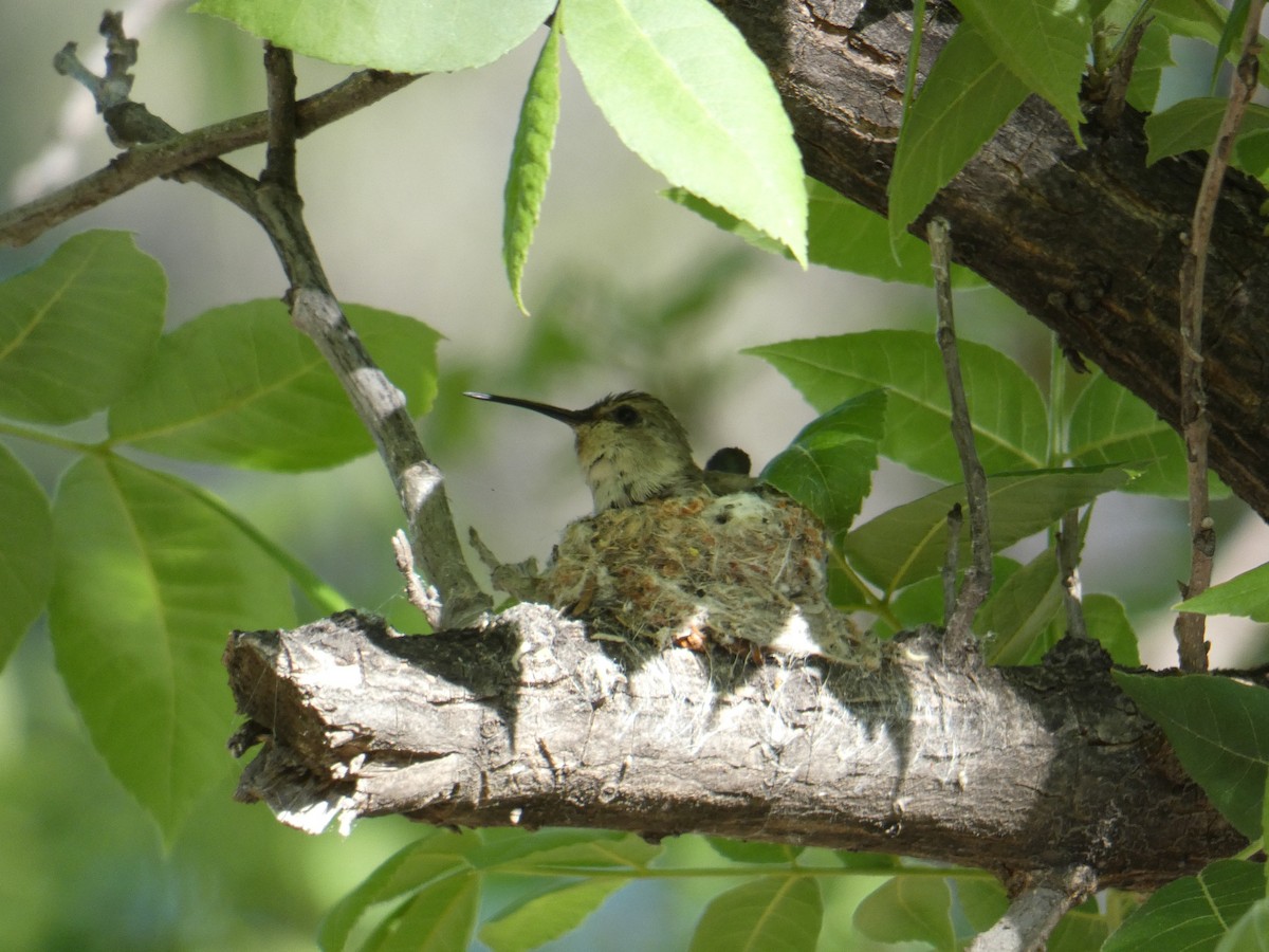 Costa's Hummingbird - ML620493010