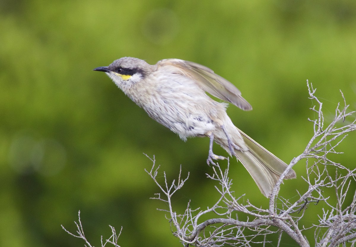 Singing Honeyeater - ML620493011