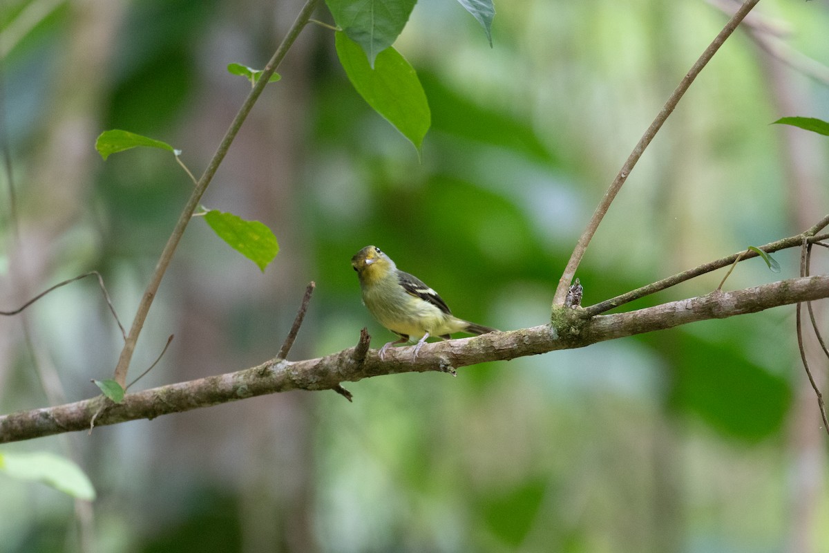 Wing-barred Piprites - ML620493020