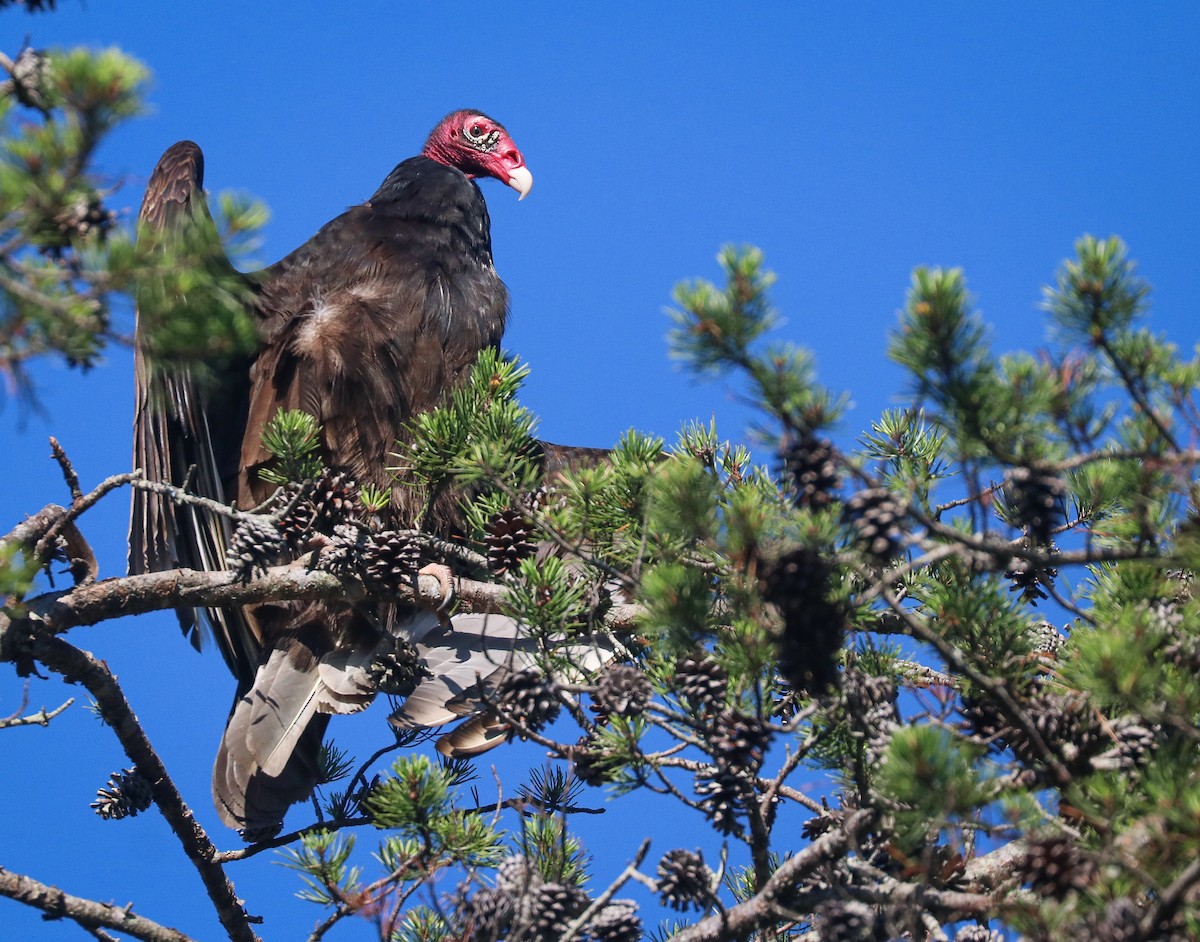 Urubu à tête rouge - ML620493023