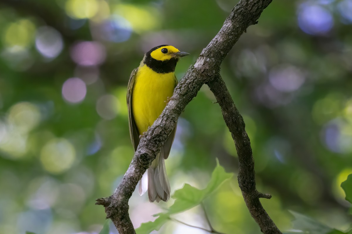 Hooded Warbler - ML620493031