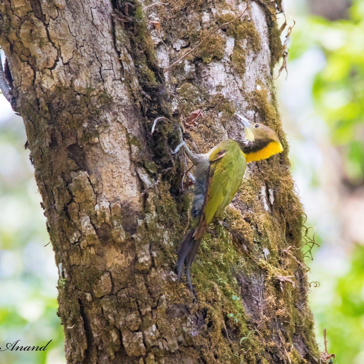 Greater Yellownape - Anand Singh