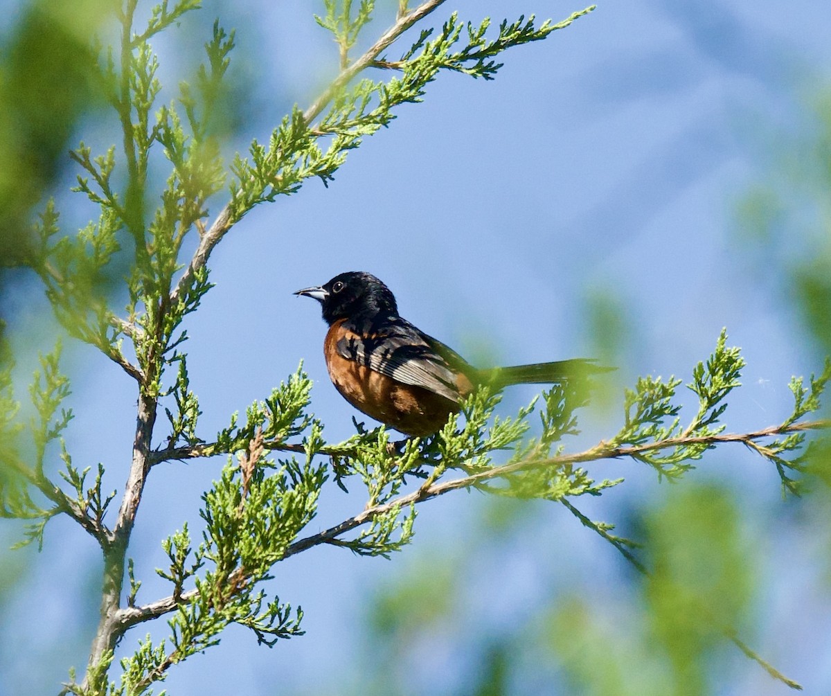 Orchard Oriole - Anita Otal