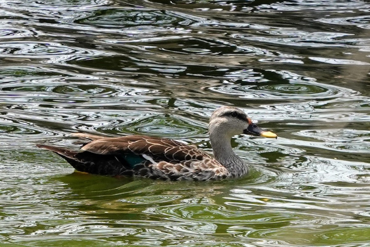 Indian Spot-billed Duck - ML620493037