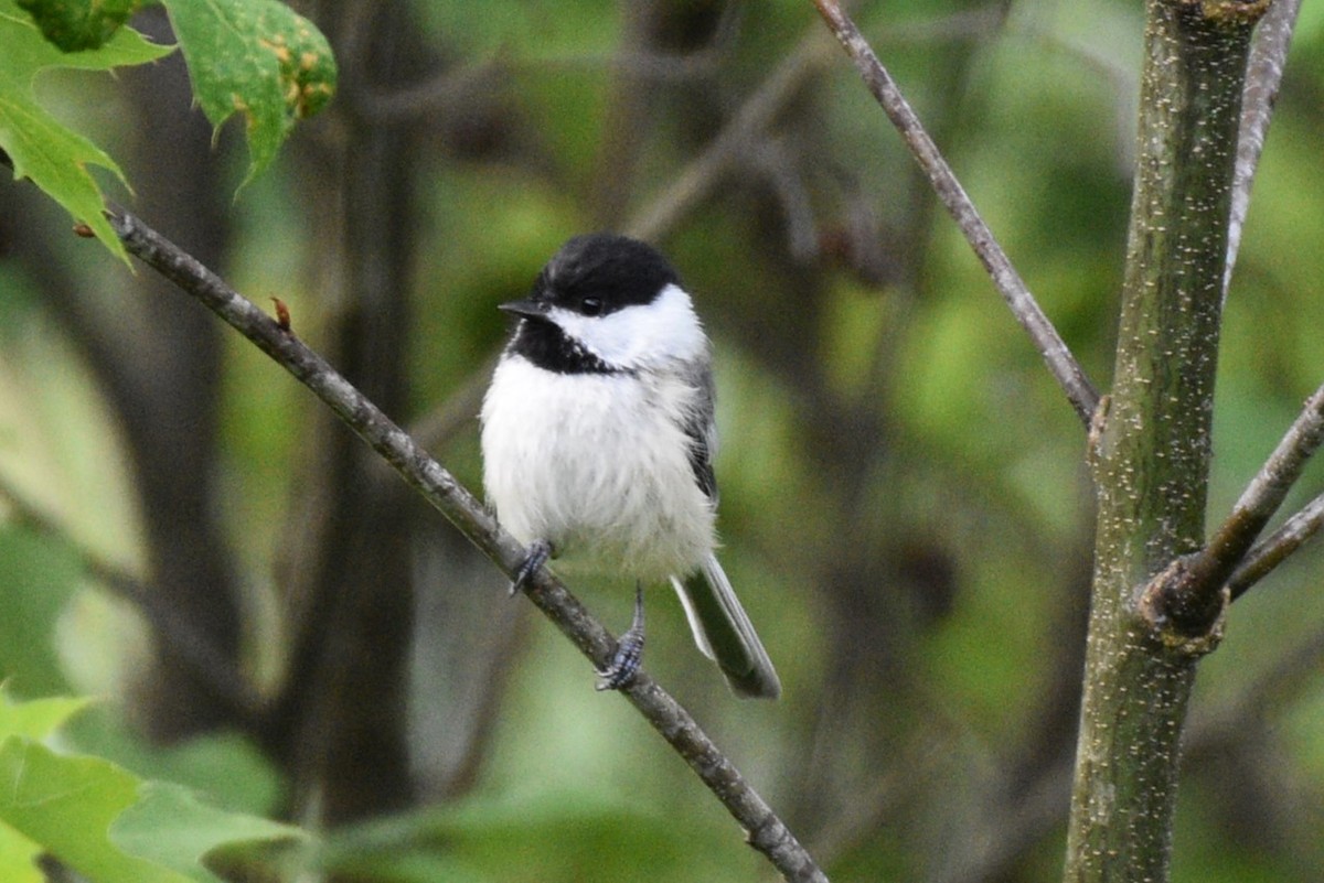 Black-capped Chickadee - ML620493039