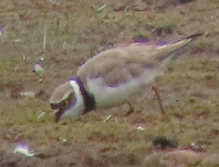 Little Ringed Plover - ML620493042